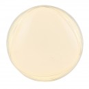 Globo 41344-24 LED stropné svietidlo Lucas 1x24W | 1790lm | 3000K - trblietavý efekt, biela